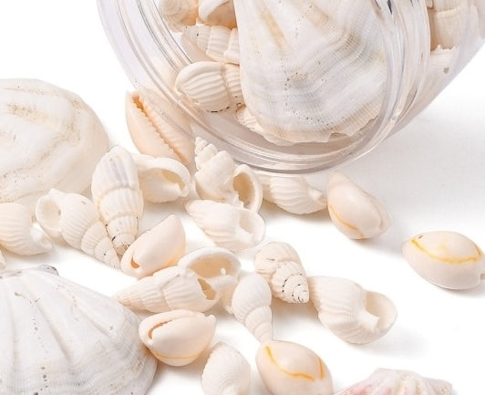 Seashell Trumpet & Cowrie Beads, Natural