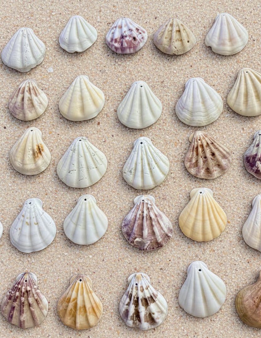 Scallop Seashells