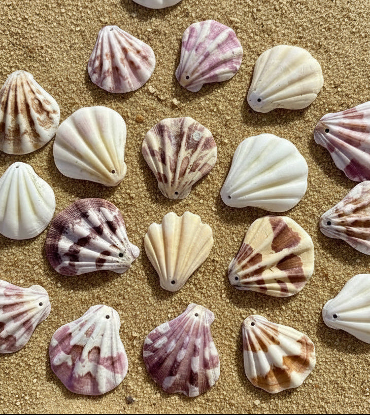 Scallop Seashells