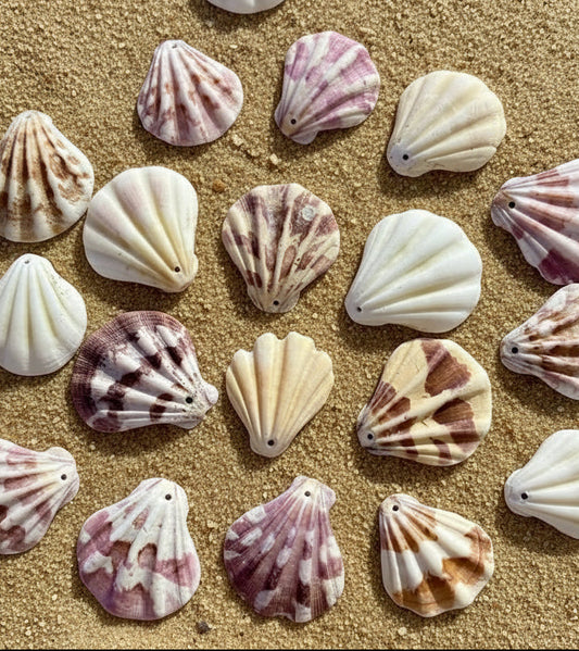 Scallop Seashells